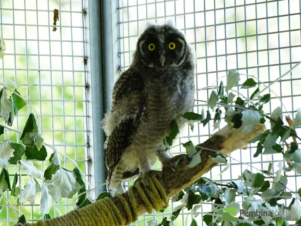 an owl
